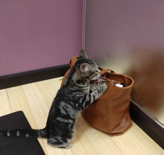 This little sweetie was trying to climb into my friend’s bag to go home with her.